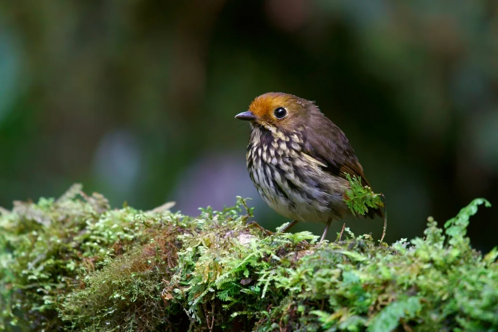 Ochre-fronted Antpitta. Photo by Carlos Calle Quispe.