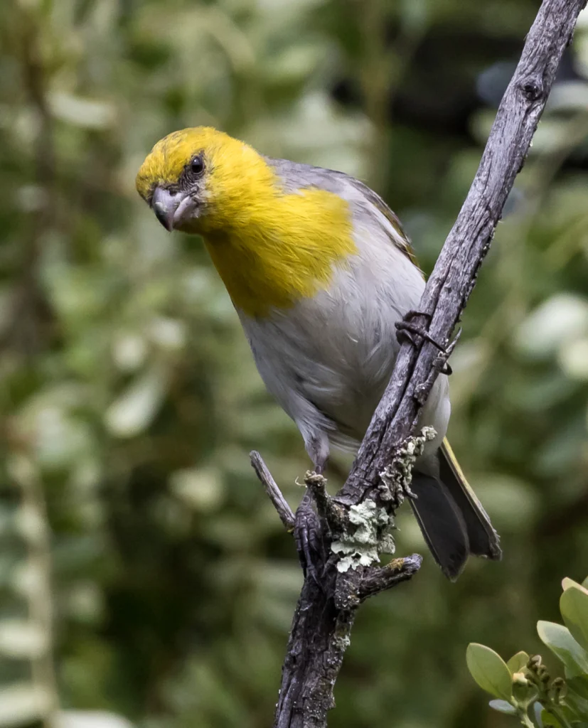 Palila. Photo by Robert Kohley.