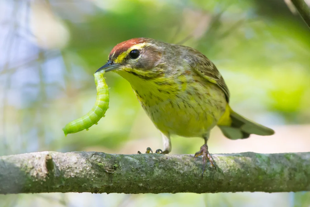 Palm Warbler with caterpillar. Photo by Ryan Sanderson.