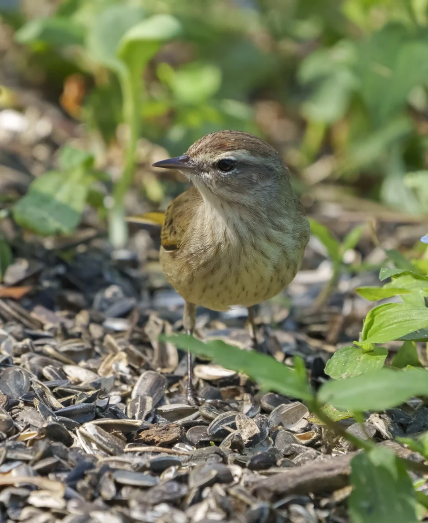 Palm Warbler. Photo by Larry Master, masterimages.org.