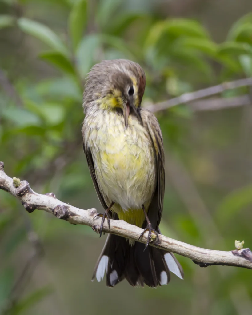 Palm Warbler. Photo by Larry Master, masterimages.org.