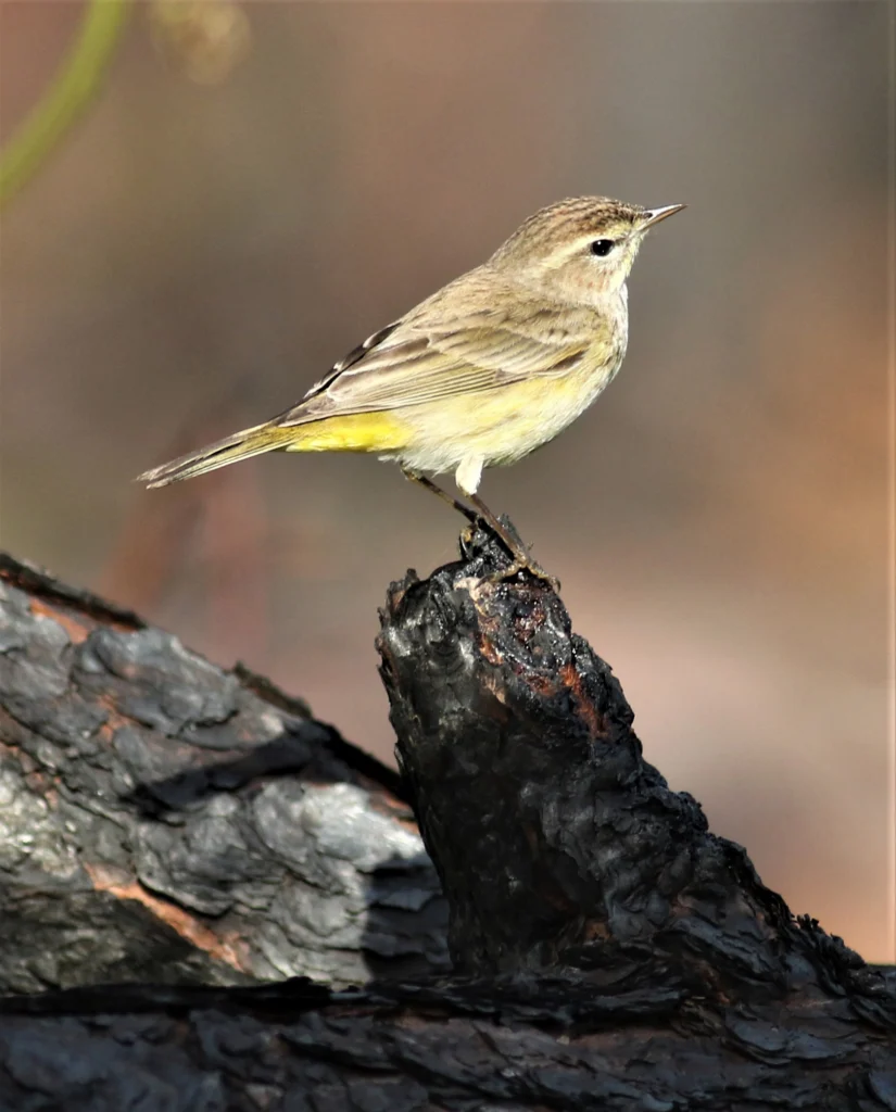 Palm Warbler. Photo by Daniel J. Lebbin.