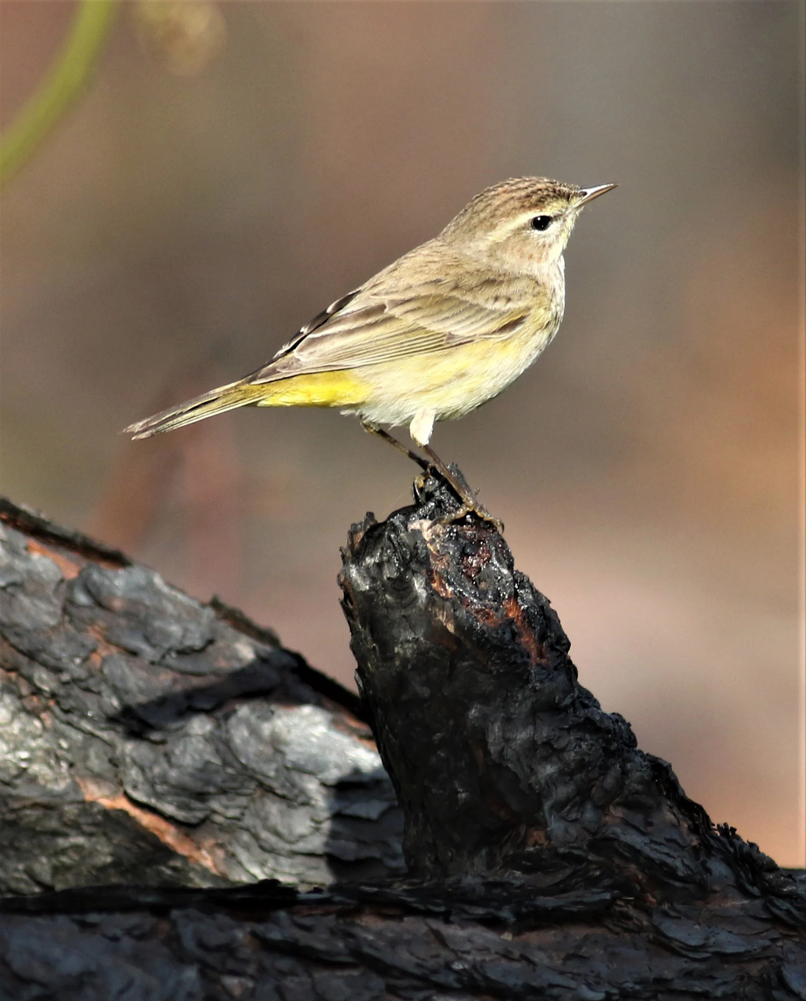 Palm Warbler. Photo by Daniel J. Lebbin.
