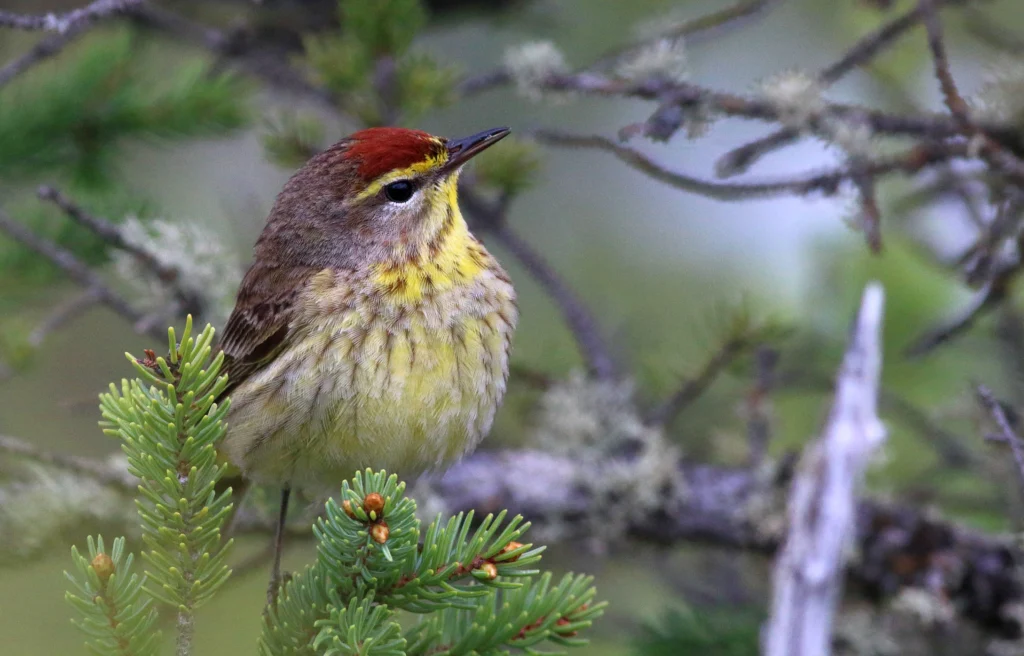 Palm Warbler. Photo by Bruce Beehler.