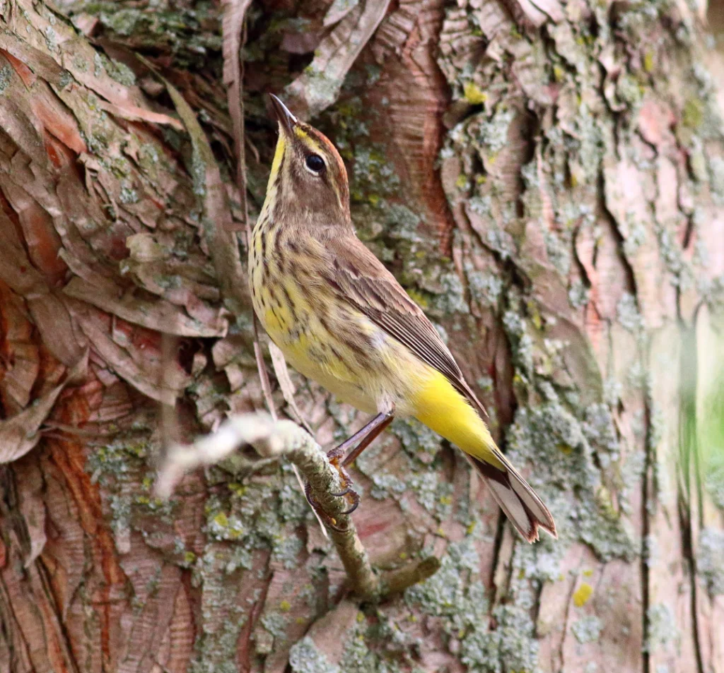 Palm Warbler. Photo by Bruce Beehler.