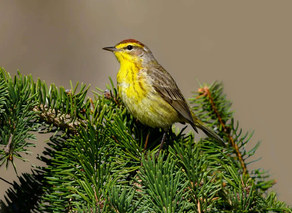 Palm Warbler. Photo by FotoRequest, SS.
