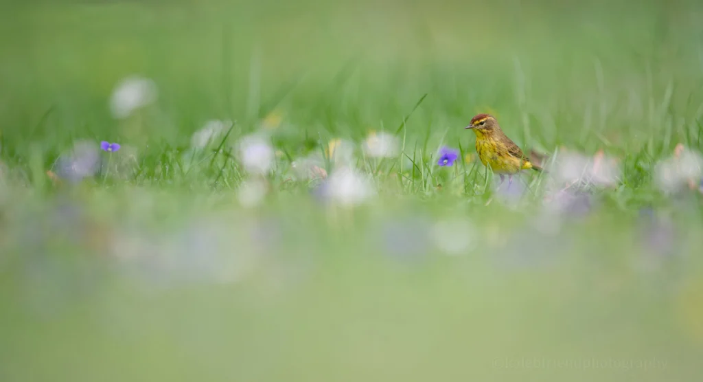 Palm Warbler. Photo by Kaleb Friend.