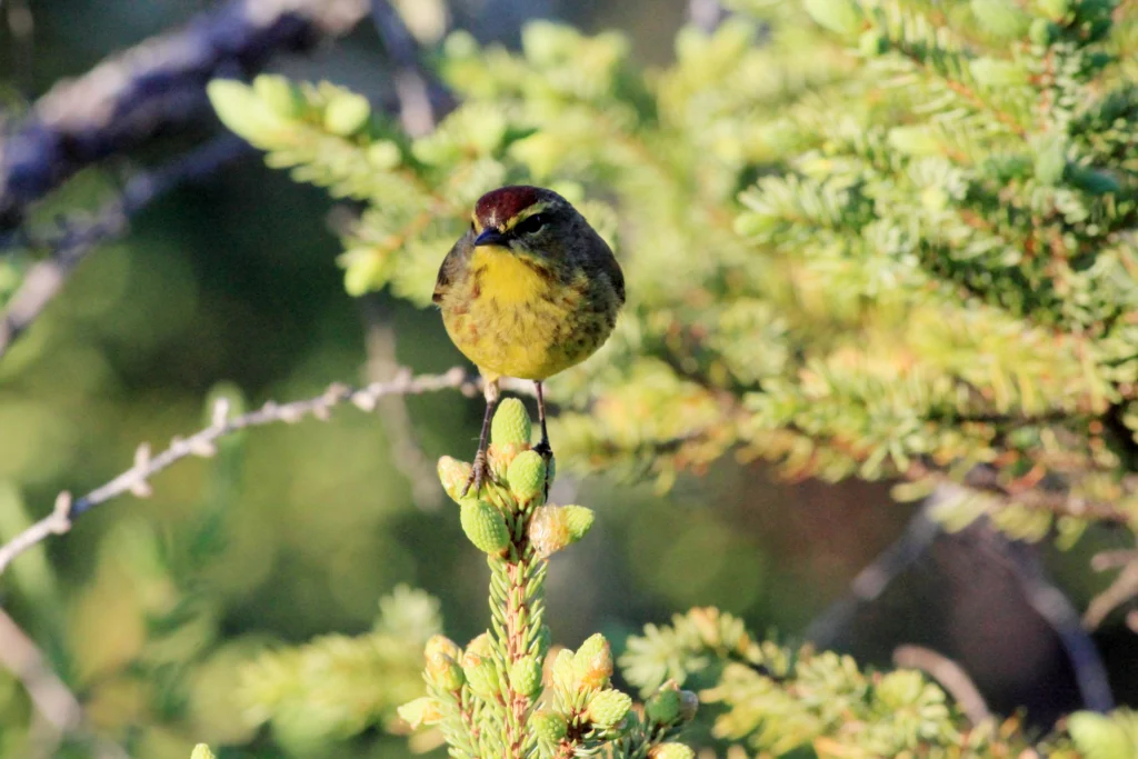 Palm Warbler. Photo by Bruce Beehler.