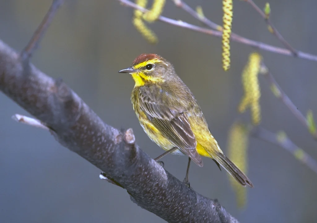 Palm Warbler. Photo by Michael Stubblefield.
