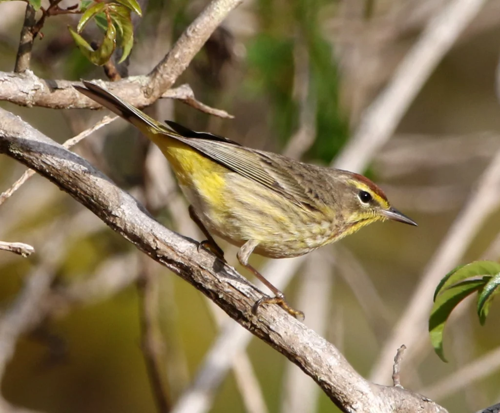 Palm Warbler. Photo by Daniel J. Lebbin.