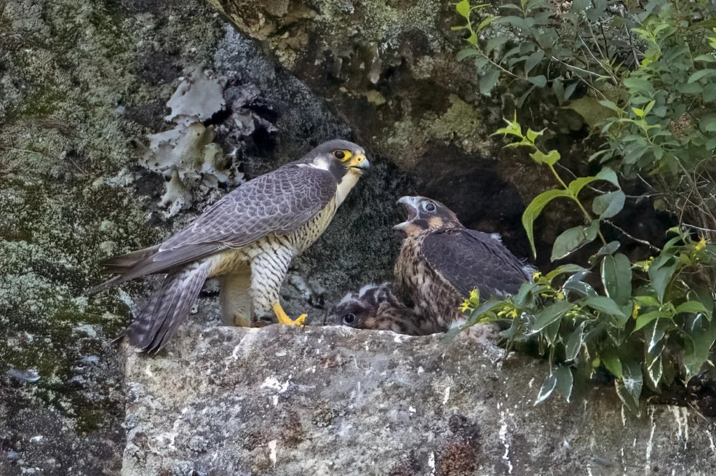 Both Peregrine Falcon parents tend to the nest, but the male is on food duty a majority of the time. Photo by Larry Masters, masterimages.org.