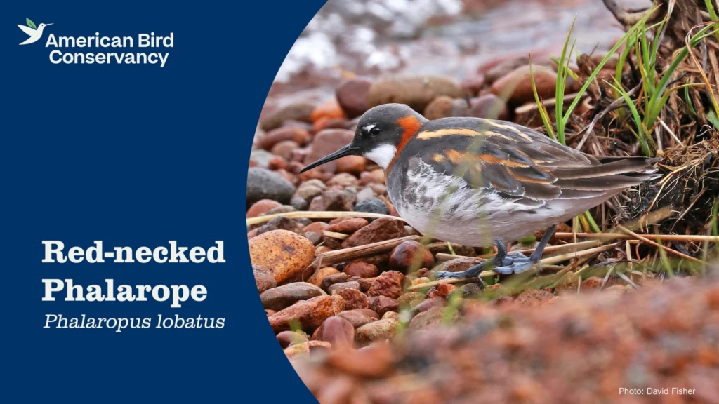 Red-necked Phalarope YT Thumb