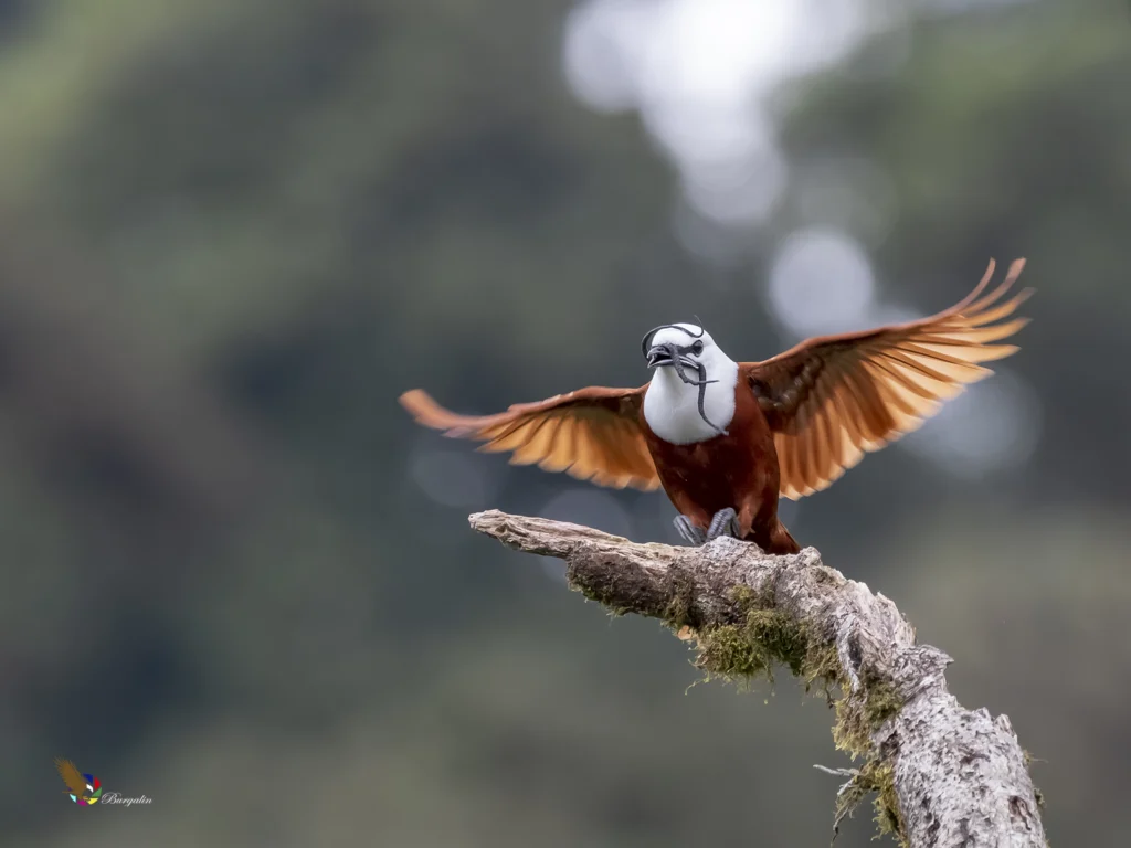 Three-wattled Bellbird by Fernando Burgalin Sequeria, Cornell Lab of Ornithology | Macaulay Library