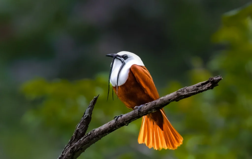 Three-wattled Bellbird by Jim Merritt, Cornell Lab of Ornithology | Macaulay Library