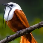 Three-wattled Bellbird. Photo by Jim Merritt, Cornell Lab of Ornithology | Macaulay Library.
