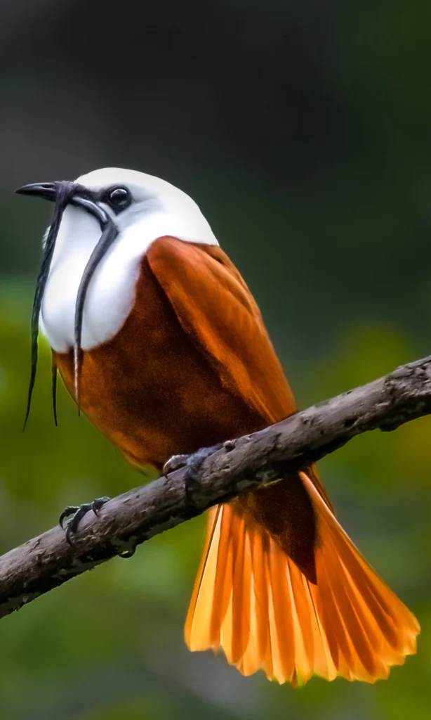 Three-wattled Bellbird. Photo by Jim Merritt, Cornell Lab of Ornithology | Macaulay Library.