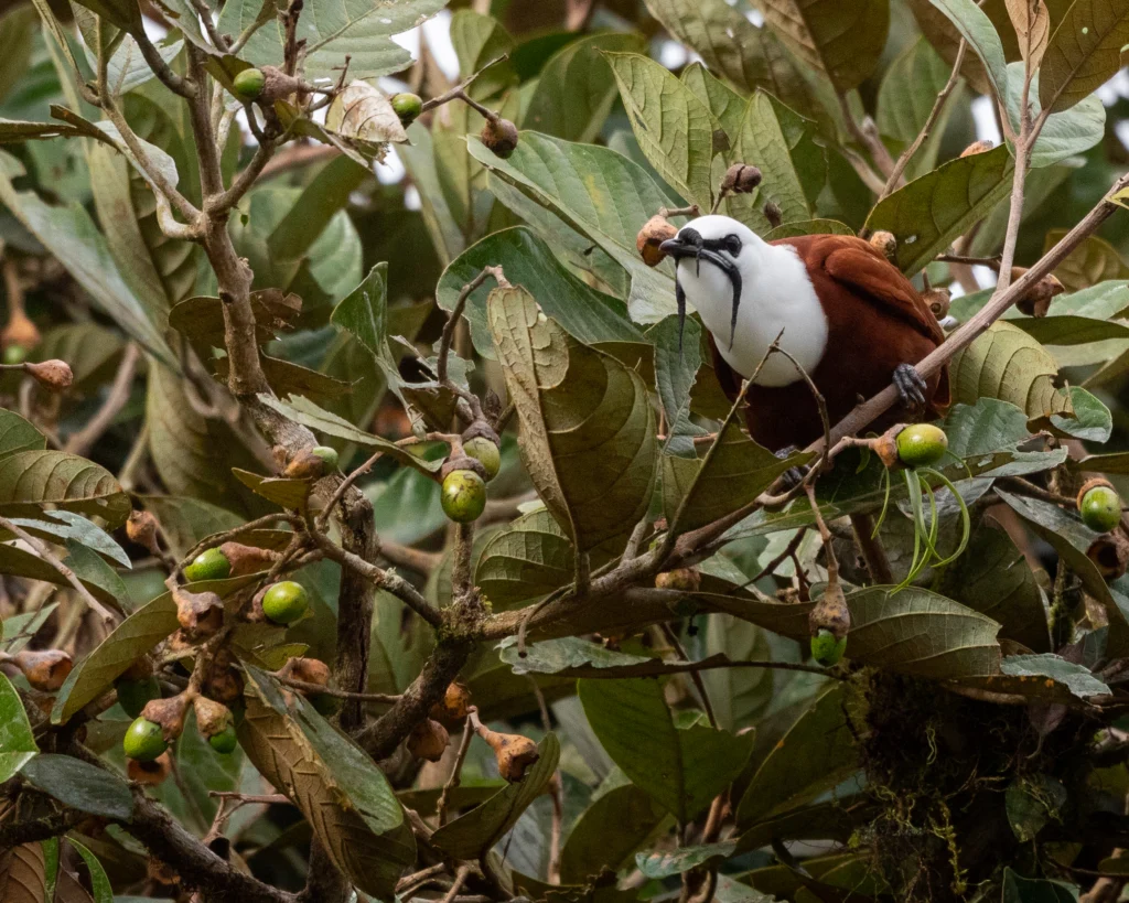 Three-wattled Bellbird by José Orozco, Cornell Lab of Ornithology | Macaulay Library