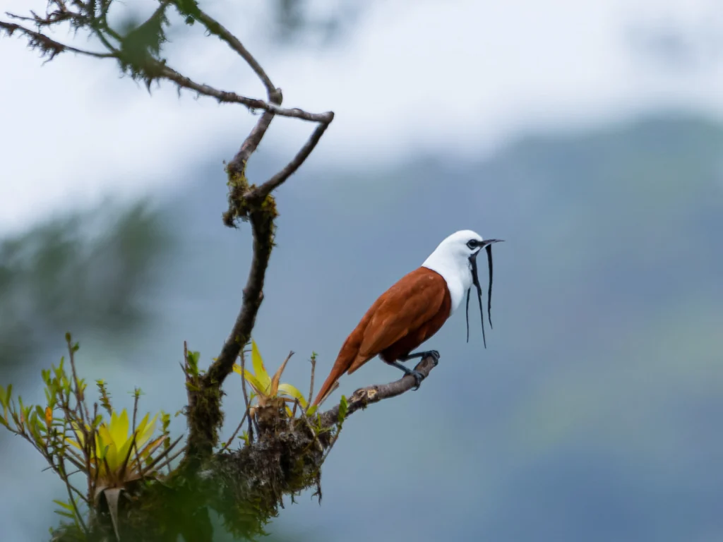 Three-wattled Bellbird by Juan Carlos Ramírez Castro, Cornell Lab of Ornithology | Macaulay Library