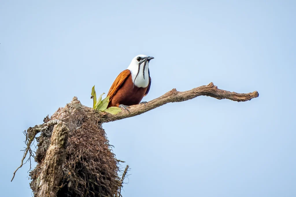 Three-wattled Bellbird by Tyler Wenzel, Cornell Lab of Ornithology | Macaulay Library