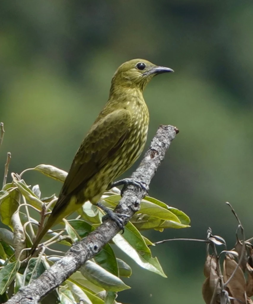 Three-wattled Bellbird female by Mark S. Garland, Cornell Lab of Ornithology | Macaulay Library
