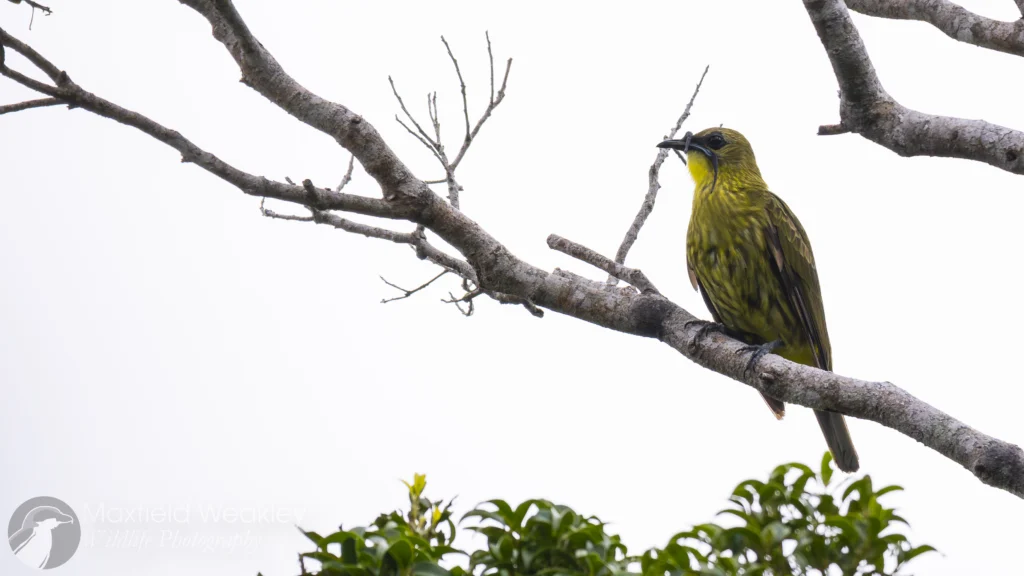 Three-wattled Bellbird juvenile male by Maxfield Weakley, Cornell Lab of Ornithology | Macaulay Library