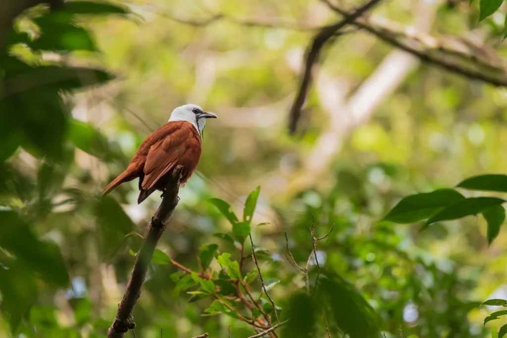 Three-wattled Bellbird. Photo by Christopher Becerra, Shutterstock.