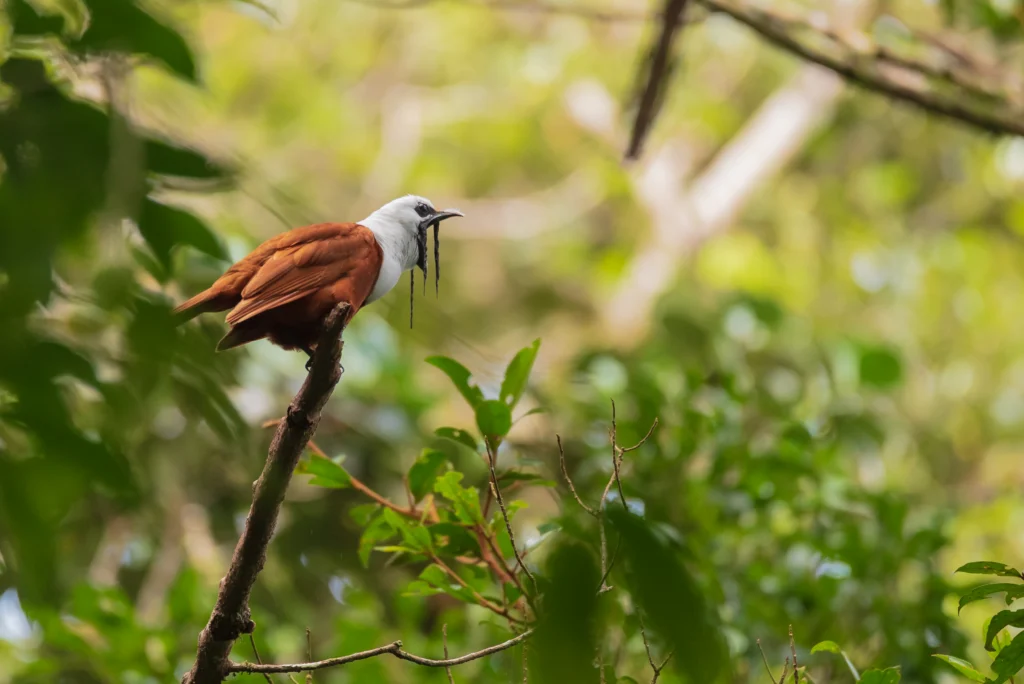 Three-wattled Bellbird. Photo by Christopher Becerra, Shutterstock.