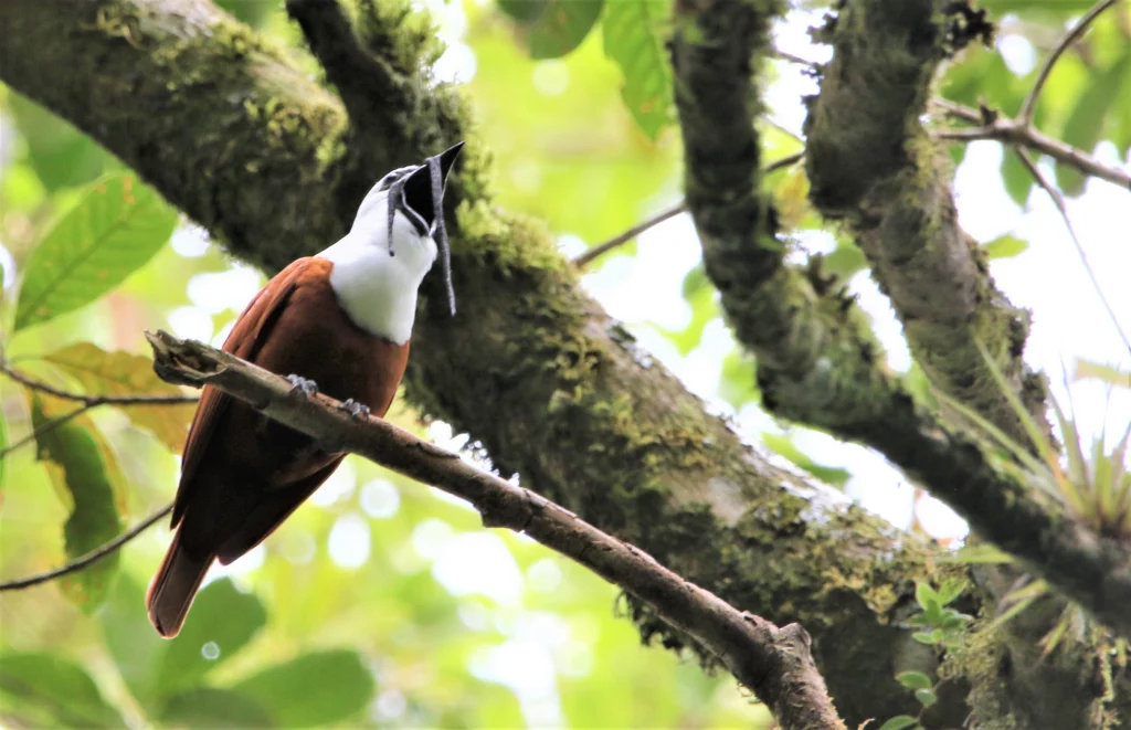 Three-wattled Bellbird. Photo by Daniel J. Lebbin.