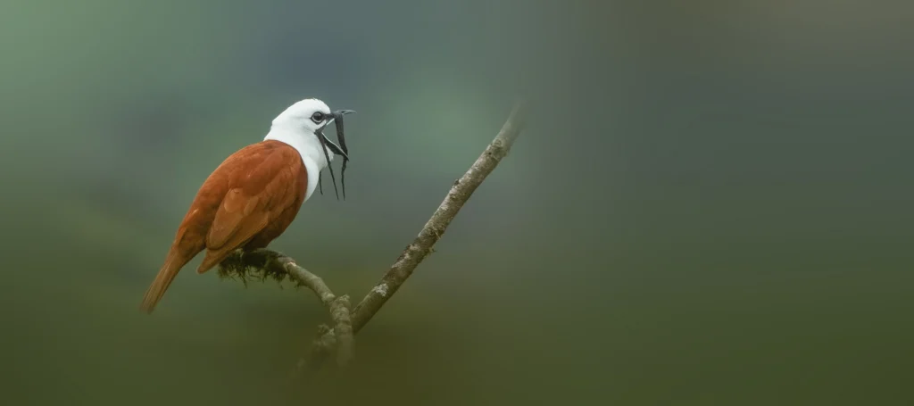 Three-wattled Bellbird. Photo by Wang LiQiang, Shutterstock.