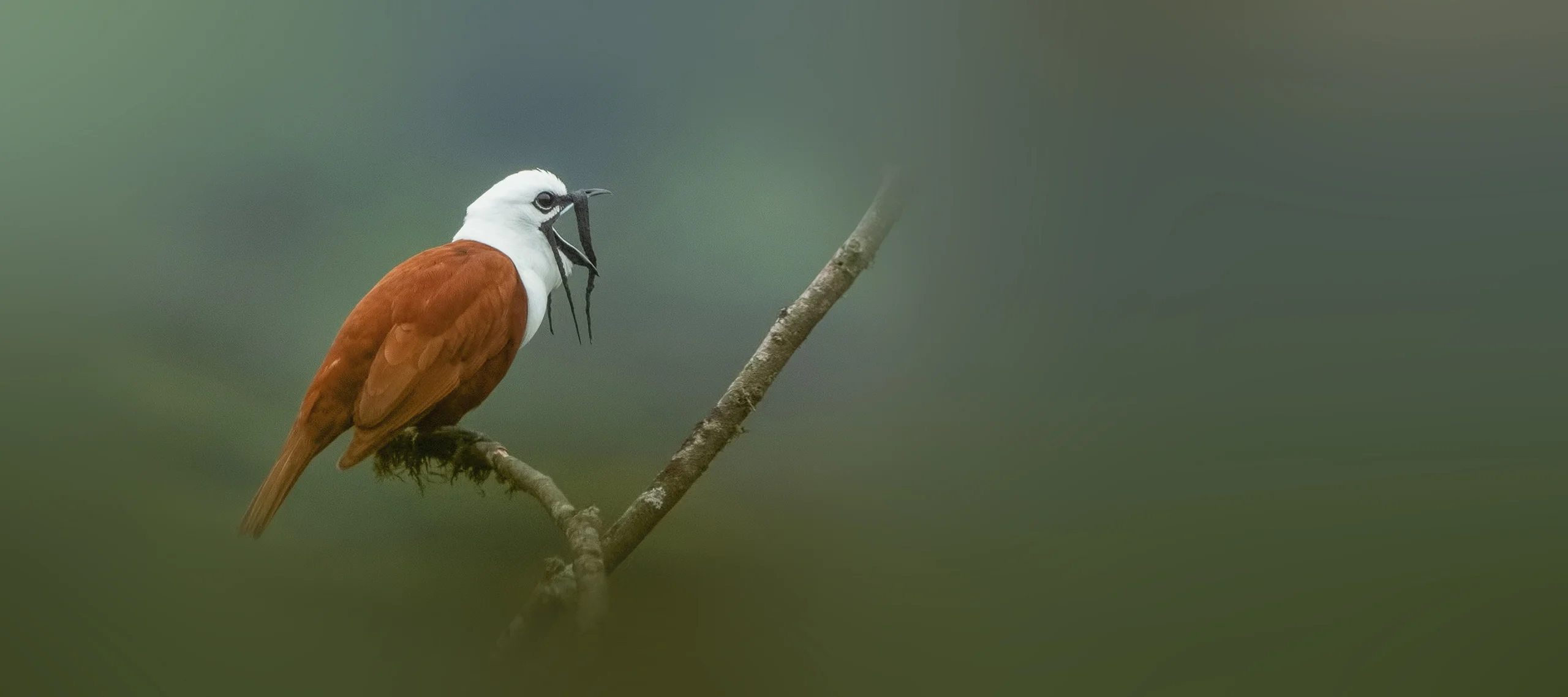 Three-wattled Bellbird. Photo by Wang LiQiang, Shutterstock.
