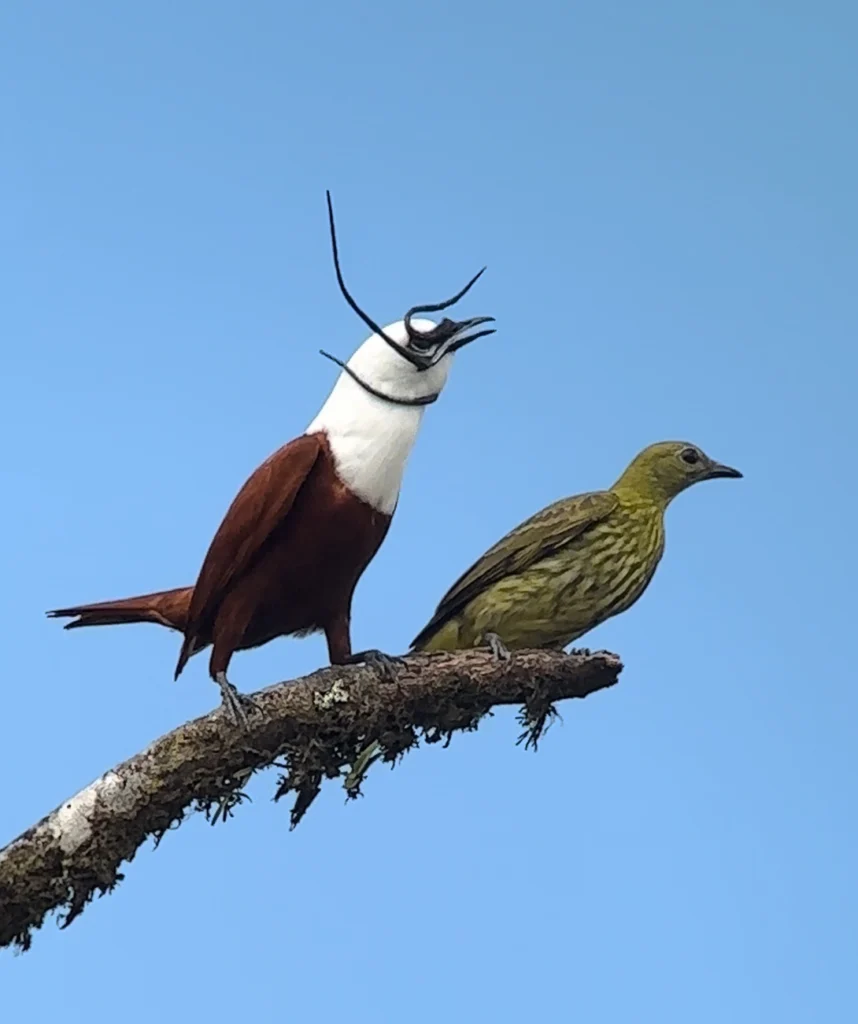 Three-wattled Bellbird pair by David Ascanio, Cornell Lab of Ornithology | Macaulay Library