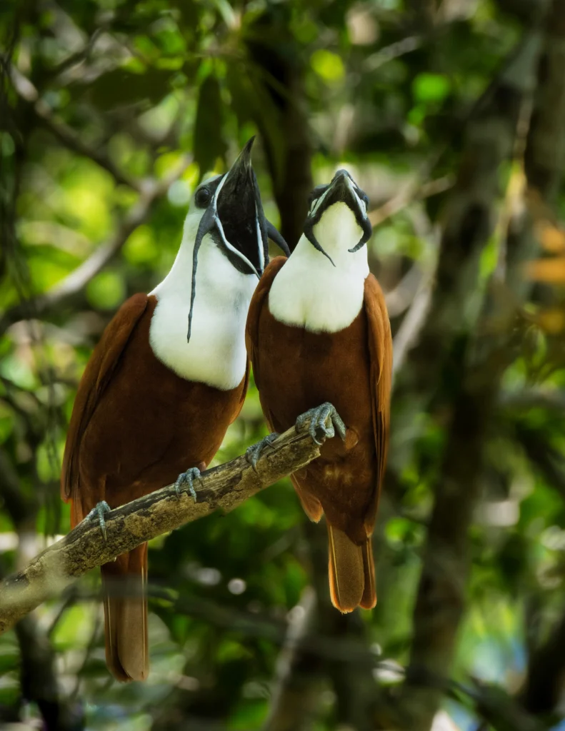 Three-wattled Bellbirds. Photo by Diego Rodríguez C., Cornell Lab of Ornithology | Macaulay Library.