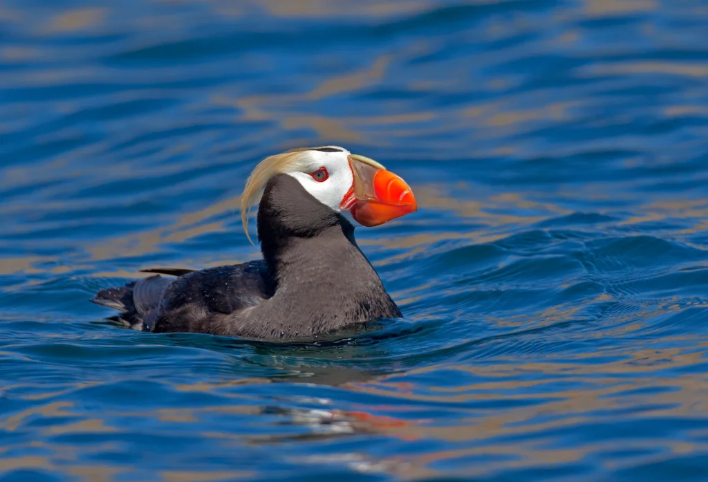 Tufted Puffin. Photo by Robert L. Kothenbeutel/Shutterstock.