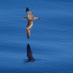 A Wedge-tailed Shearwater flies over open ocean.