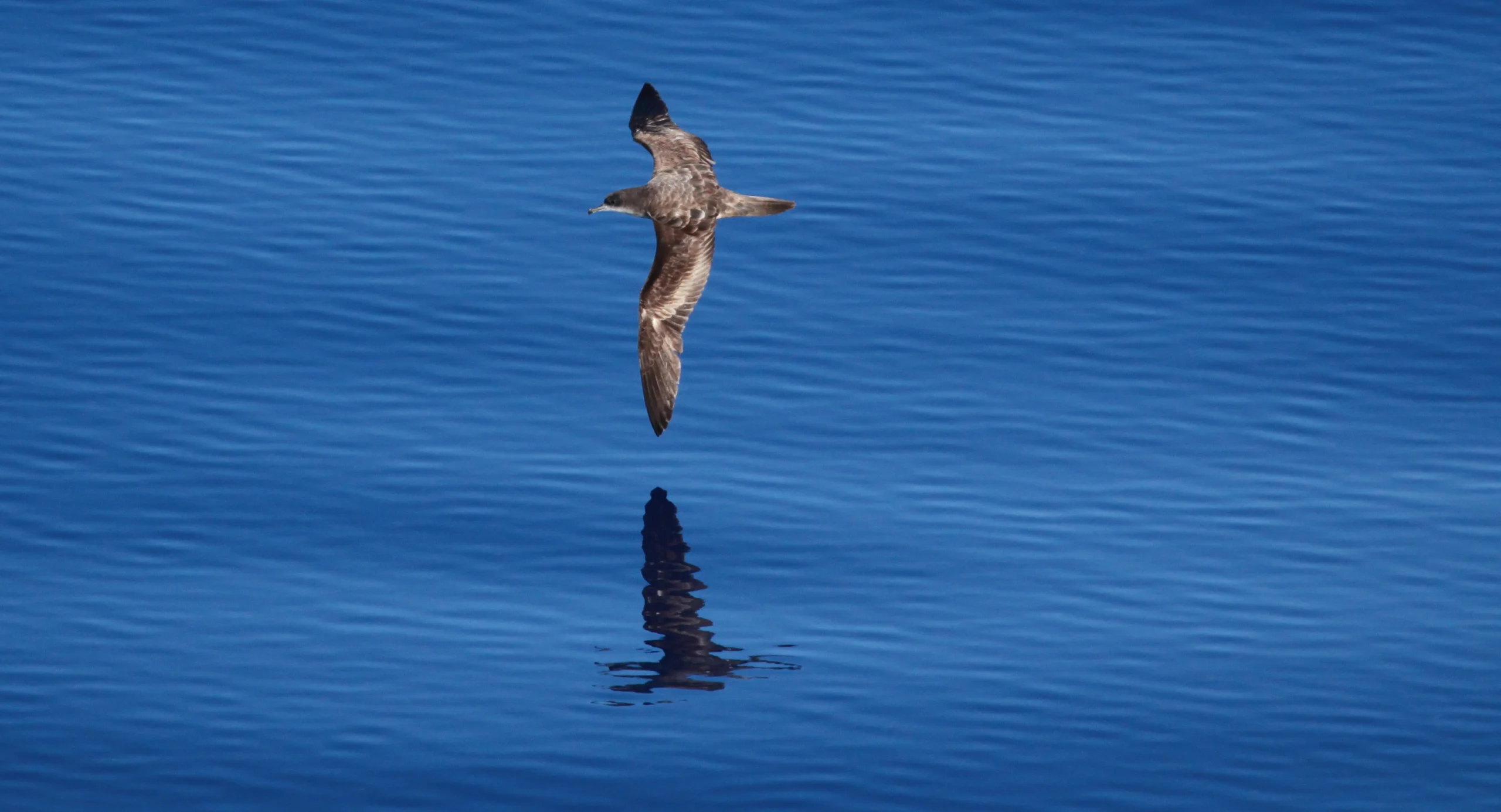 A Wedge-tailed Shearwater flies over open ocean.