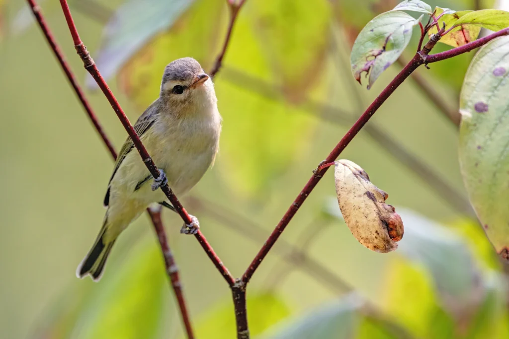 Western Warbling Vireo. Photo by JamesChen, Shutterstock.