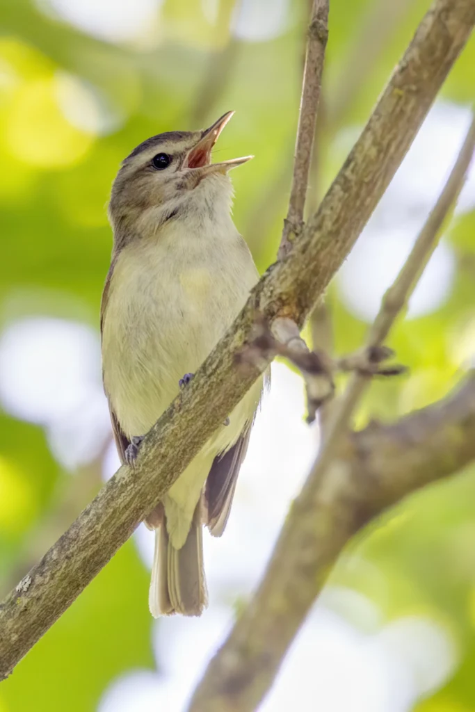 Western Warbling Vireo. Photo by JamesChen, Shutterstock.
