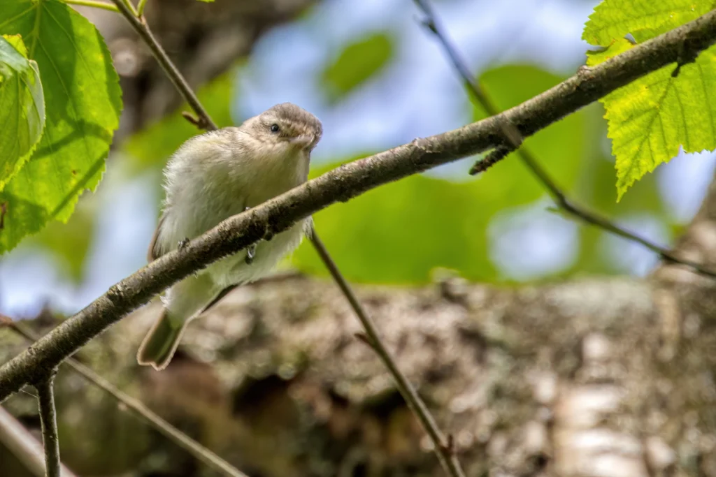 Western Warbling Vireo. Photo by JamesChen, Shutterstock.