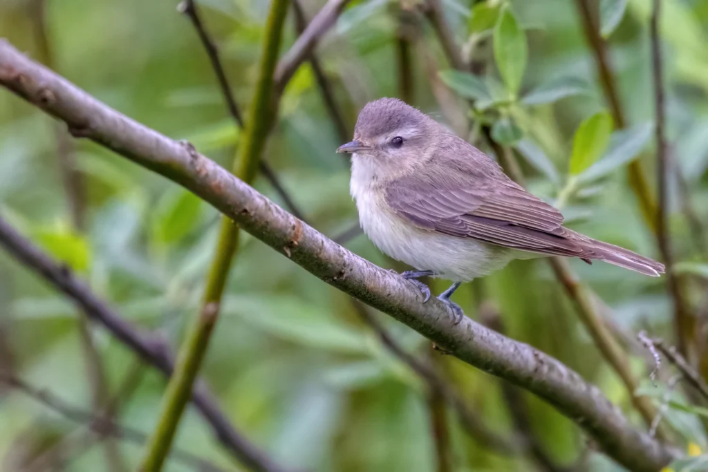 Western Warbling Vireo. Photo by JamesChen, Shutterstock.
