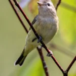 Western Warbling Vireo. Photo by JamesChen, Shutterstock.