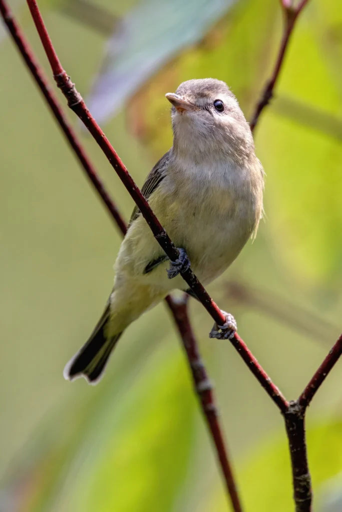 Western Warbling Vireo. Photo by JamesChen, Shutterstock.