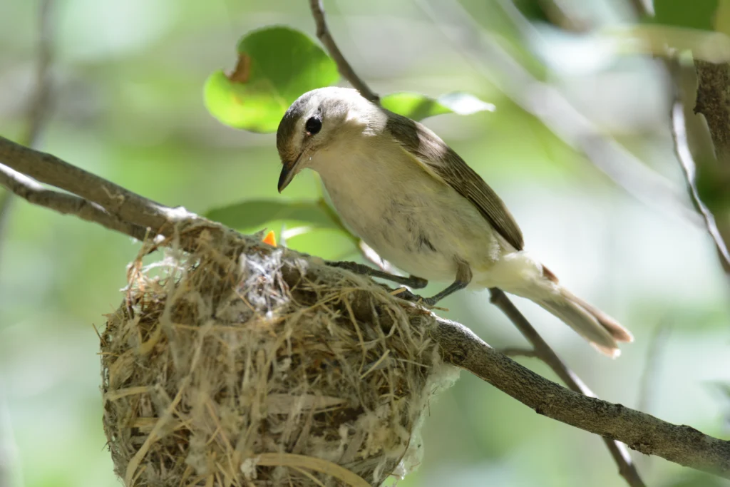 Western Warbling Vireo at nest with chicks. Photo by Carrie Olson, Shutterstock.