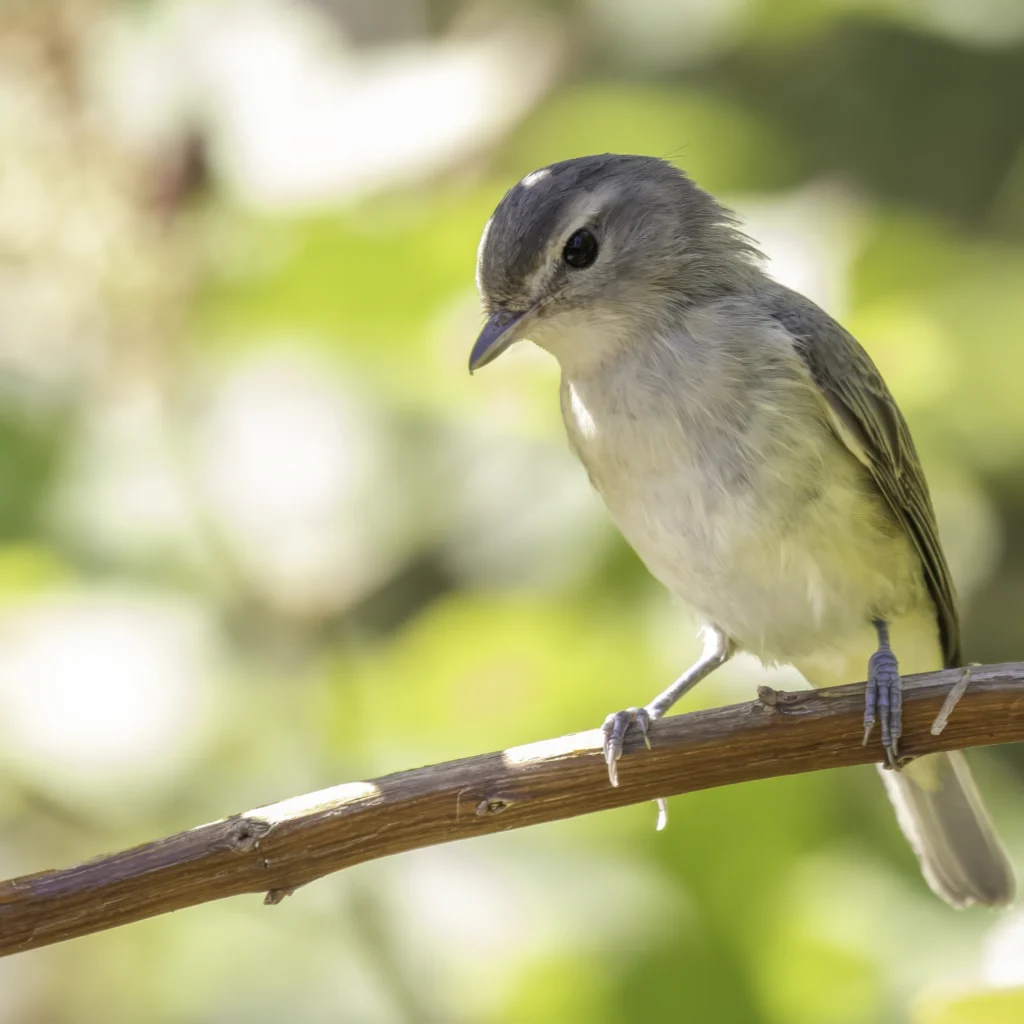 Western Warbling Vireo. Photo by JamesChen, Shutterstock.
