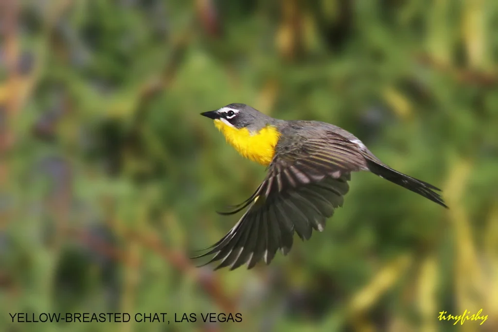 Yellow-breasted Chat in flight. Photo by Alfred Yan.