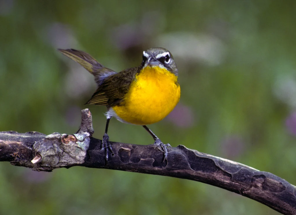 Yellow-breasted Chat. Photo by Barth Schorre.