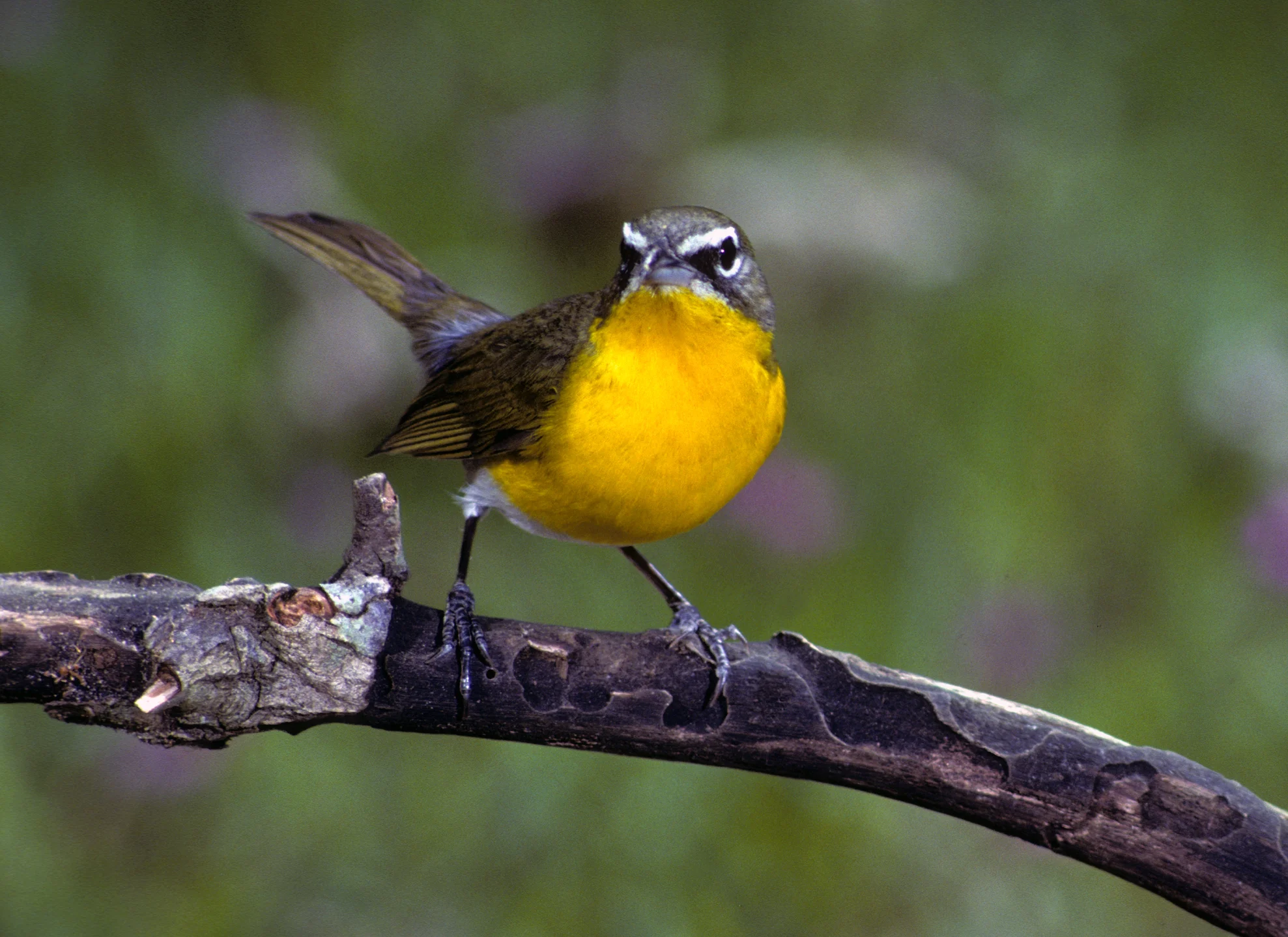 Yellow-breasted Chat. Photo by Barth Schorre.