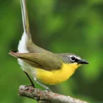 Yellow-breasted Chat. Photo by Tessa Nickels.