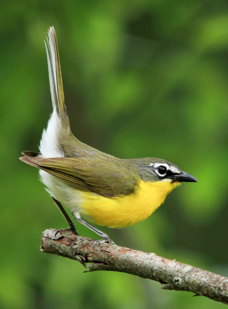 Yellow-breasted Chat. Photo by Tessa Nickels.