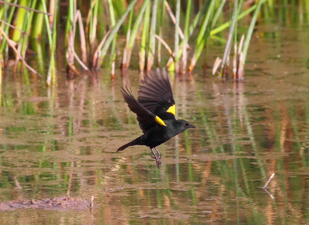 Yellow-winged Blackbird. Photo by Greg Homel, Natural Elements Productions.