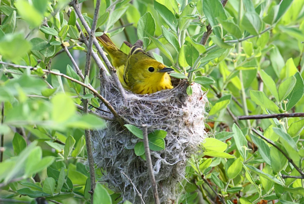 Northern Yellow Warbler on nest. Photo by Steve Byland.